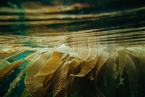 Nurturing the Ocean: Seaweed Farming and its Environmental Benefits